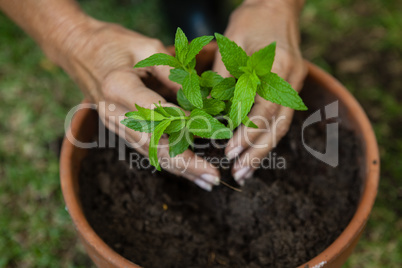 Cropped hands of senior woman planting seedling in pot