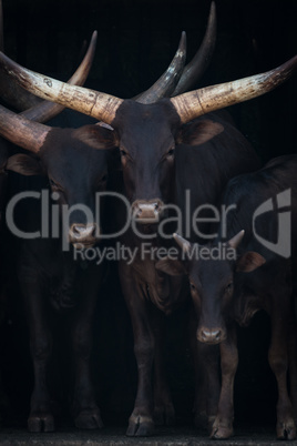 Close-up of three Ankole-Watusi cattle in shed