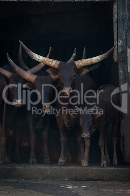 Four Ankole-Watusi cattle staring out from barn