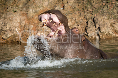 Hippopotamus rising from water to open mouth