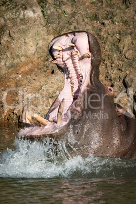 Hippopotamus opening mouth in lake with spray