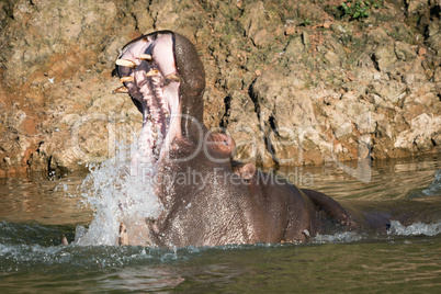 Hippopotamus opening mouth with lots of spray
