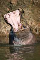 Hippopotamus rising from lake to open mouth