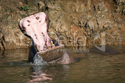 Hippopotamus opening mouth wide in calm water