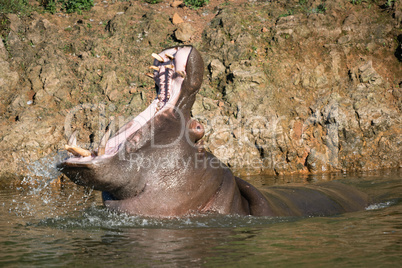 Hippopotamus lifting head back to open mouth