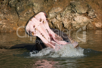 Hippopotamus opening mouth in water with spray