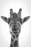 Mono close-up of giraffe staring at camera