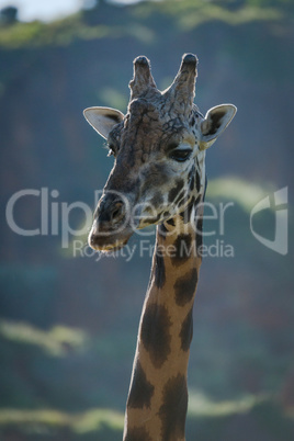 Close-up of giraffe head with sunlit hills