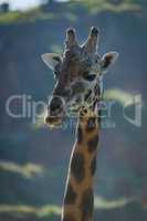 Close-up of giraffe head with sunlit hills