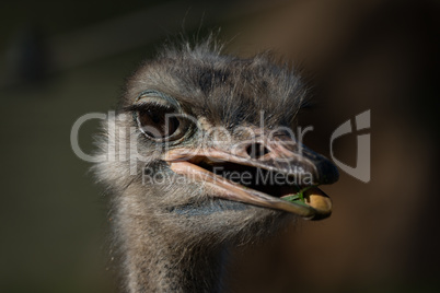 Close-up of head of ostrich chewing grass