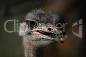 Close-up of head of ostrich chewing grass