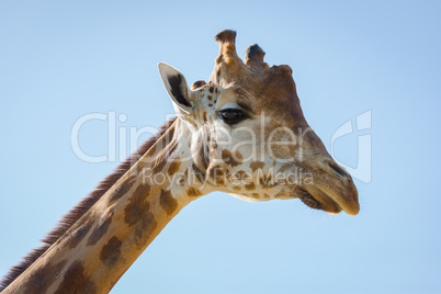 Close-up of head of giraffe looking down