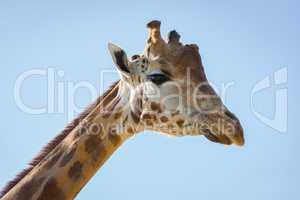 Close-up of head of giraffe looking down