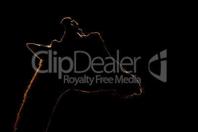 Close-up of silhouetted giraffe against black background