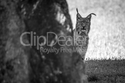 Mono lynx peeking out from behind rock