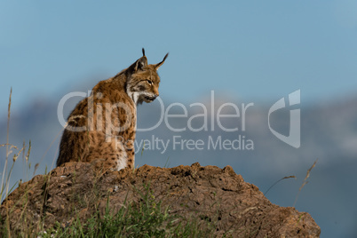 Lynx in profile on rock looking down
