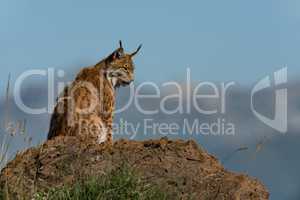 Lynx in profile on rock looking down