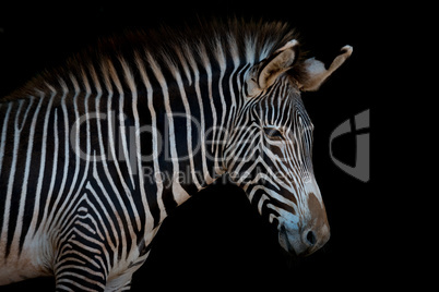 Grevy zebra in profile looking at camera