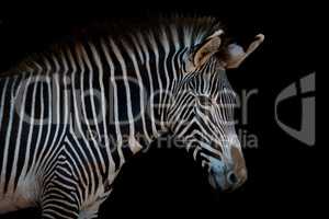 Grevy zebra in profile looking at camera