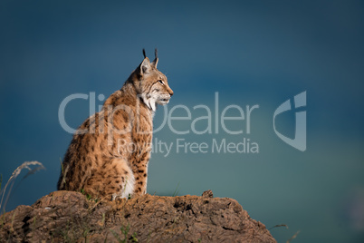 Lynx in profile on rock looking up