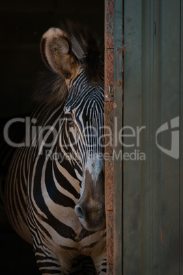 Grevy zebra peeking from behind barn door