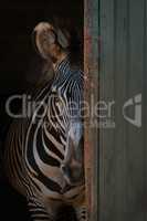 Grevy zebra peeking from behind barn door