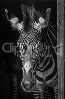 Mono close-up of Grevy zebra in barn