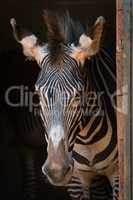 Close-up of Grevy zebra standing in barn