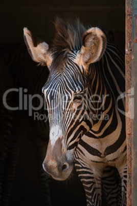 Close-up of Grevy zebra standing in shed