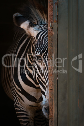 Grevy zebra peeping from behind barn door