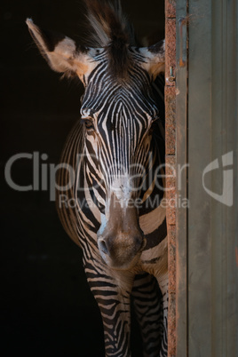 Grevy zebra peeping from behind shed door