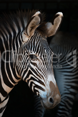 Close-up of Grevy zebra with another behind