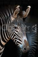 Close-up of Grevy zebra with another behind