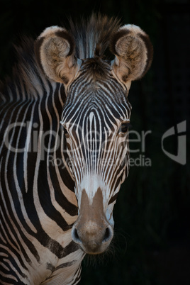 Close-up of Grevy zebra looking at camera