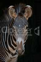 Close-up of Grevy zebra looking at camera
