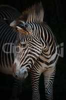 Close-up of Grevy zebra turning head right
