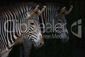 Close-up of pair of Grevy zebra heads