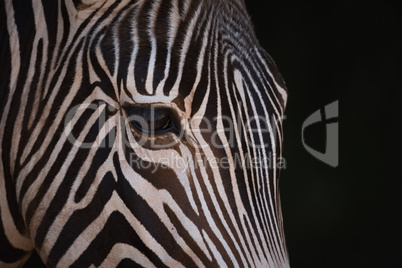 Close-up of Grevy zebra head from side