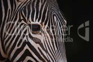 Close-up of Grevy zebra head from side