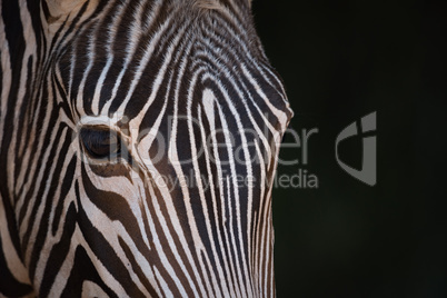 Close-up of Grevy zebra staring at camera