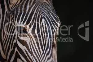 Close-up of Grevy zebra staring at camera