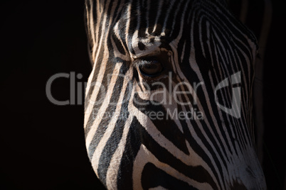 Close-up of Grevy zebra head catching sunlight