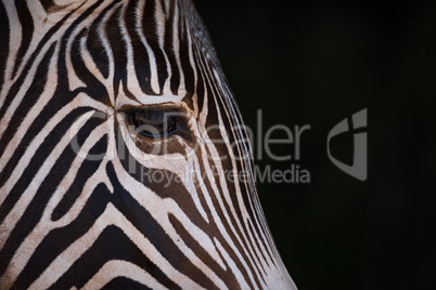 Close-up of Grevy zebra head in blackness
