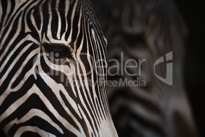 Close-up of Grevy zebra heads from side