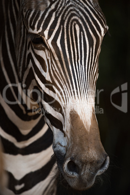 Close-up of Grevy zebra nose in blackness