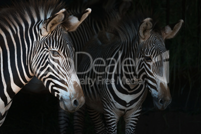 Close-up of Grevy zebra mother by foal