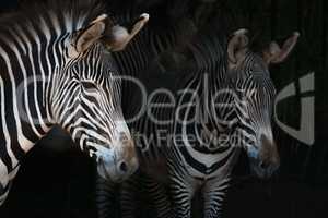Close-up of Grevy zebra mother by foal