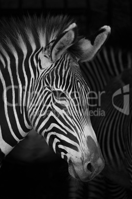 Close-up of Grevy zebra head beside others