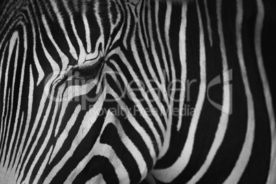 Mono close-up of Grevy zebra closing eye