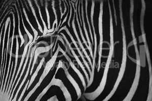 Mono close-up of Grevy zebra closing eye